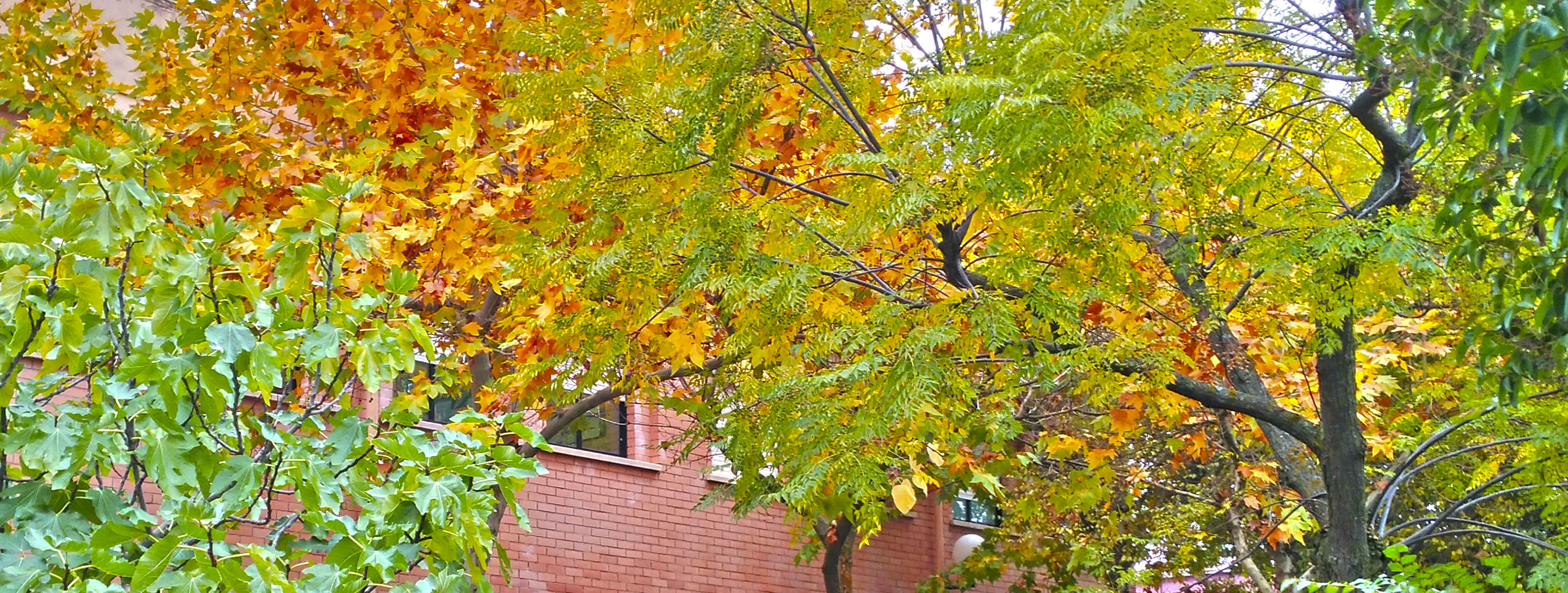 IES CAMPO DE CALATRAVA -