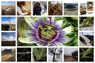 collage1 opt
